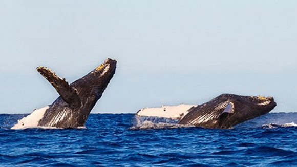 Whale Watching Season Swims into Puerto Vallarta